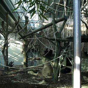 Copenhagen Zoo - Ape Jungle