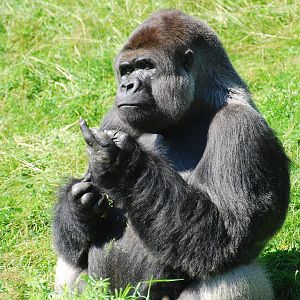 GaiaPark - July 2008