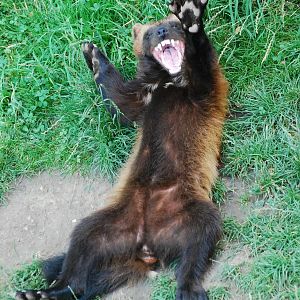 GaiaPark - July 2008