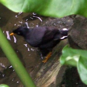 Jungle Mynah (Acridotheres fuscus)