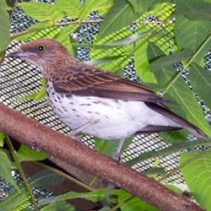 Violet-backed Starling (Cinnyricinclus leucogaster)