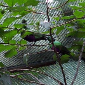 Emerald Starlings (Lamprotornis (Coccycolius) iris)