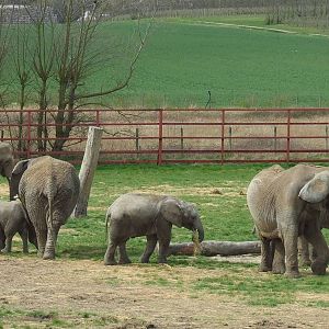 Only half of the African Elephant herd