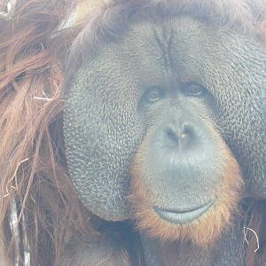 Rajang - 9 April 2009