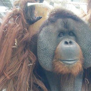 Rajang - 9 April 2009