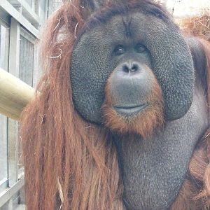 Rajang - 9 April 2009