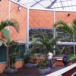 Inside area of Orangutan Forest