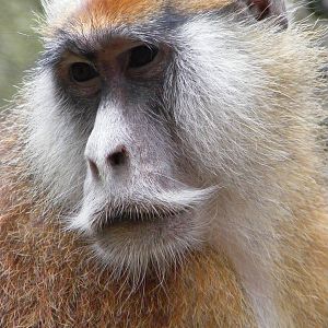 Patas Monkey - 9 April 2009