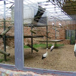 Old Orangutan outdoor enclosure, now housing storks - 9 April 2009