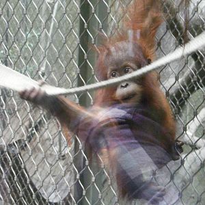 Budi or Utara ? - 6 April 2009