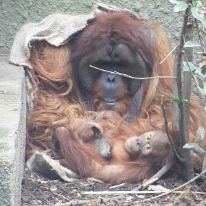 Puluh and infant orang - 6 April 2009