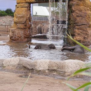 Asian Elephant frolics - 6 April 2009