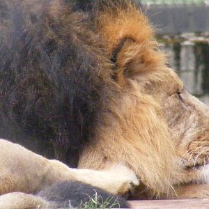 Asiatic Lion - 6 April 2009