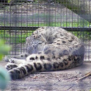 Lhamo the snow leopard - 8 April 2009