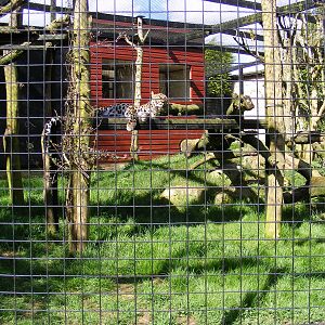 Lisa the leopard and enclosure - 8 April 2009