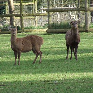 Hog Deers, Howletts Deer Park