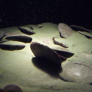 Sand Dollars