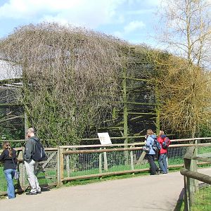 Clouded Leopard enclosure (cage)