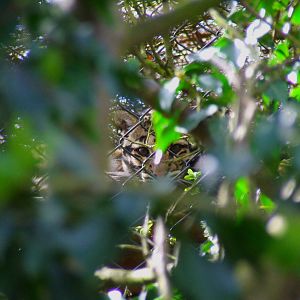Clouded Leopard, face to face