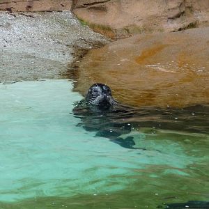 Harbour Seal
