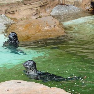 Harbour Seals