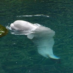 Baby Beluga