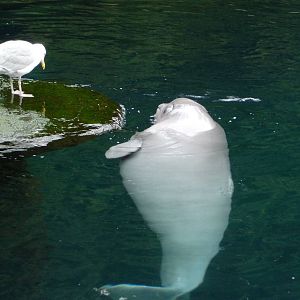 Baby Beluga and Seagull