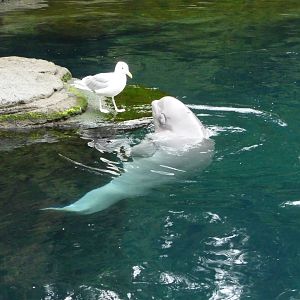 Baby Beluga and Seagull