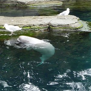 Baby Beluga and Seagulls