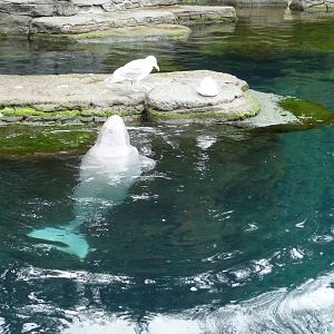 Baby Beluga and Seagulls