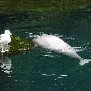 Baby Beluga and Seagull