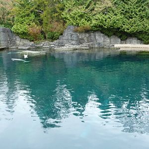 Beluga Whale Exhibit