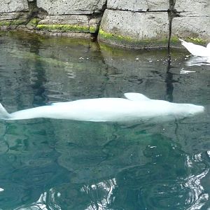 Beluga Whale and Seagull