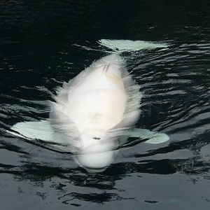 Beluga Whale