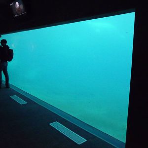 Beluga Whale - Underwater Viewing