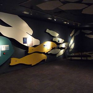 Beluga Whale - Underwater Viewing Area