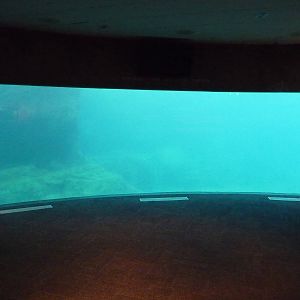 Beluga Whale - Underwater Viewing
