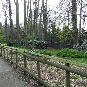 Visitors are looking the Ocelot cage