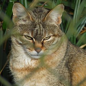 African Wild Cat