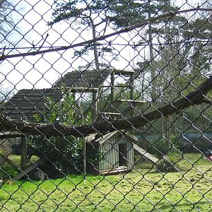 Northern Lynx exhibit