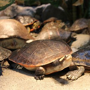 Red-bellied short-necked turtle