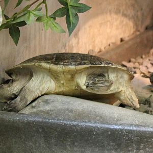 Long-necked turtle