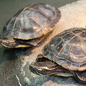 Southern Painted Turtles (?)
