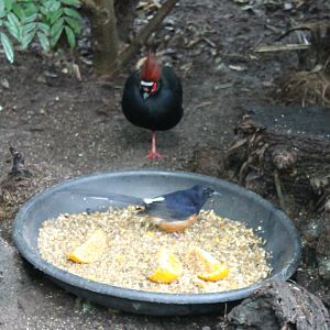 Crested wood-partridge and White-rumped shama