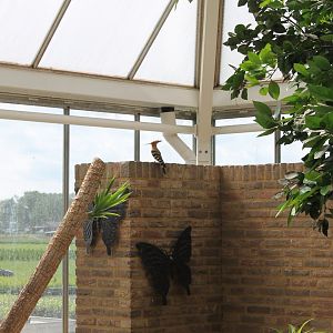 Hoopoe enjoying the landscape