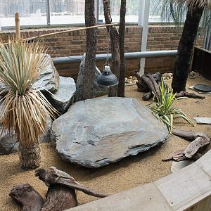 Bearded dragon-enclosure