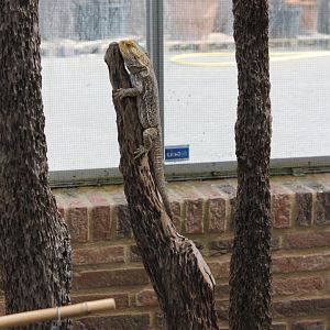 Bearded Dragon