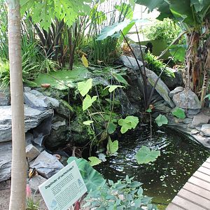 Small waterfall in Butterfly-hall