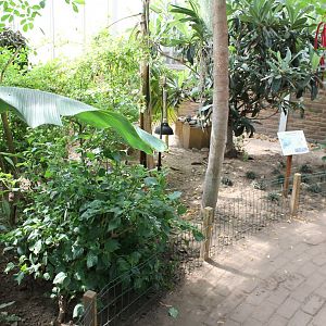 Red-footed tortoise-enclosure