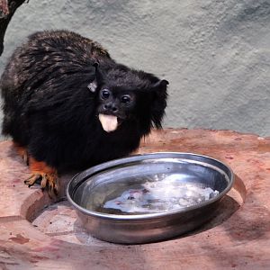 Red-handed Tamarin